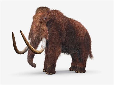 Woolly Mammoth: De-Extinction a Possibility : People.com