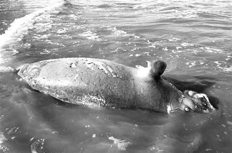 23rd dead dugong found off Krabi for 2019 | Thaiger