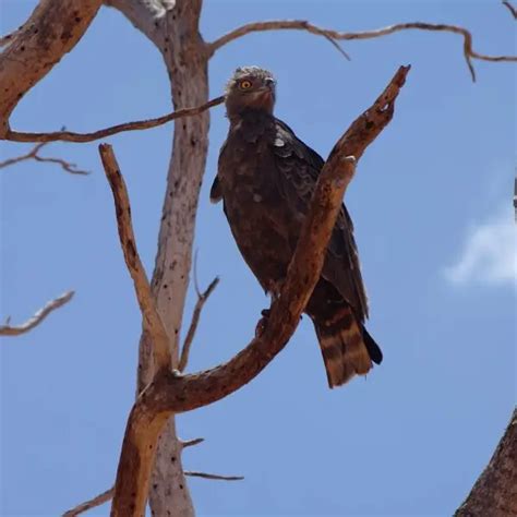 Brown snake eagle - Facts, Diet, Habitat & Pictures on Animalia.bio