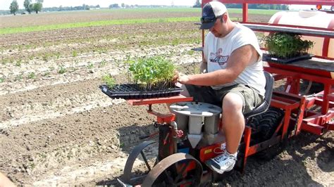 Transplanting Tomatoes - YouTube