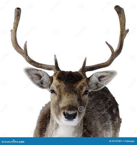 Adult Male Deer with Big Antlers Stock Image - Image of isolated, deer: 29157007