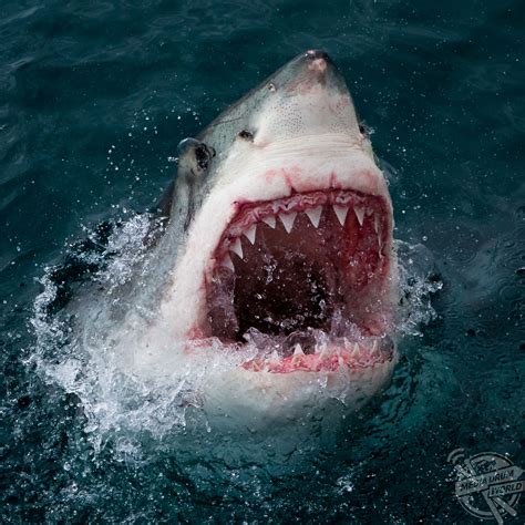 Breathtaking Snaps Show British Photographer Getting Up Close And Personal With Great White ...