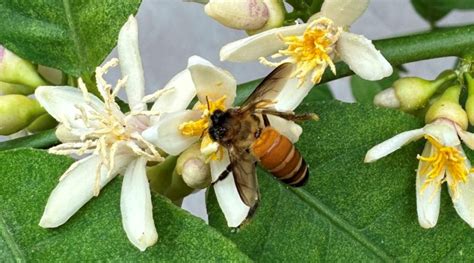 Apis dorsata: Systematics, Habitat, Life cycle, Struggle ...