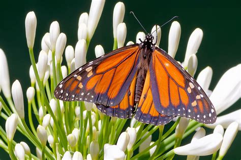 Idaho State Insect | Monarch Butterfly