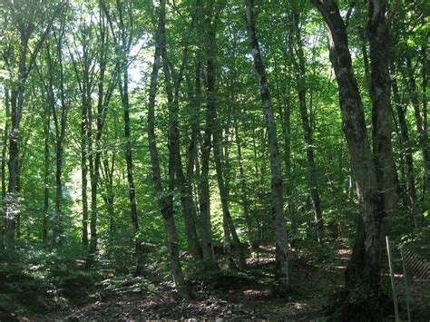 Forests of Azerbaijan - Alchetron, The Free Social Encyclopedia