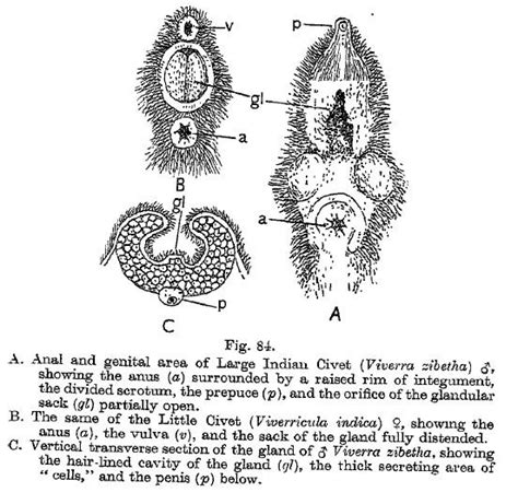 Scent gland - Alchetron, The Free Social Encyclopedia