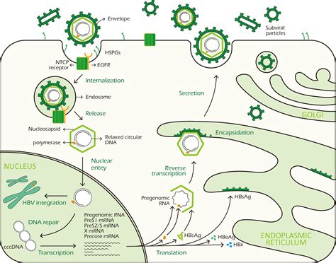 Frontiers | The Functions of Hepatitis B Virus Encoding Proteins: Viral Persistence and Liver ...