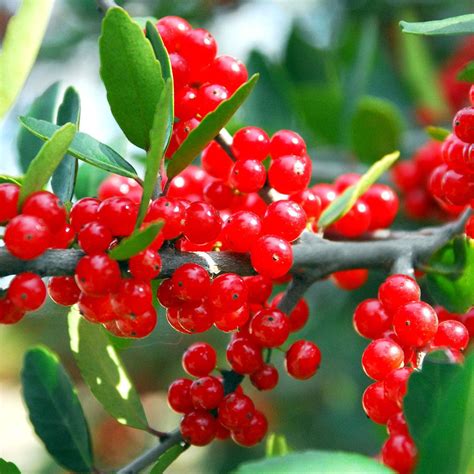 Sperry: Yaupon holly tree not producing berries | Local | wacotrib.com