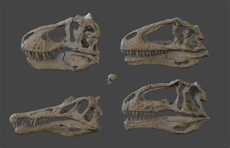 Giganotosaurus Skull