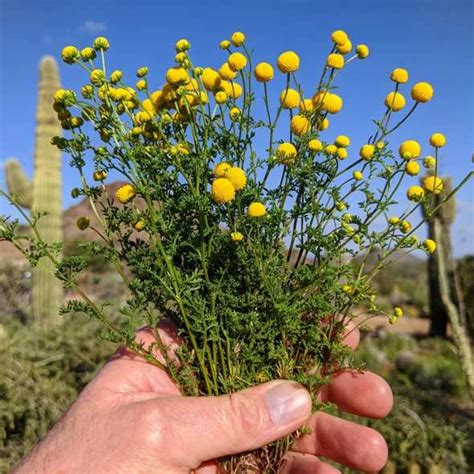 A New Invasive Weed In Arizona: Globe Chamomile (aka Stinknet), Oncosiphon piluliferum – Jan Emming