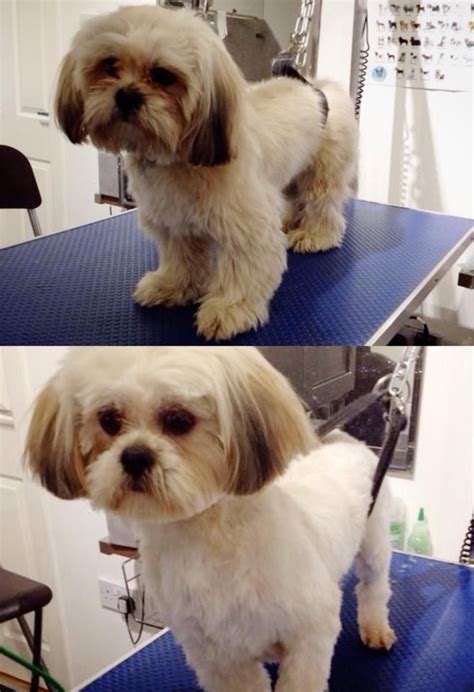 Lhasa Apso | Lhasa apso, Lhasa, Dog grooming