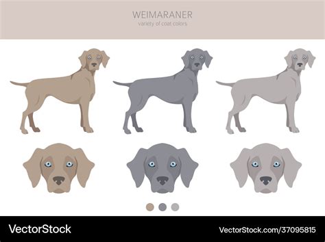 What Colors Are Weimaraners