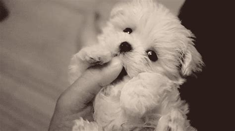 The Absolutely Cutest Puppy GIFs Ever