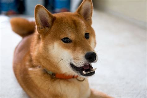 Shiba Inu Temperament & Other Things You Should Know About | Shiba inu, Shiba, Puppies and kitties