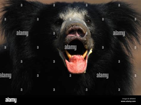 Sloth Bear Portrait Stock Photo - Alamy