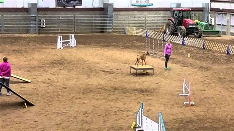 Boxer Dog Agility Novice Standard Qualifying Run II - YouTube