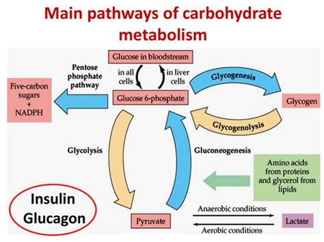 葡萄糖及其代谢研究试剂盒，BioVision一应俱全 - 每日生物评论