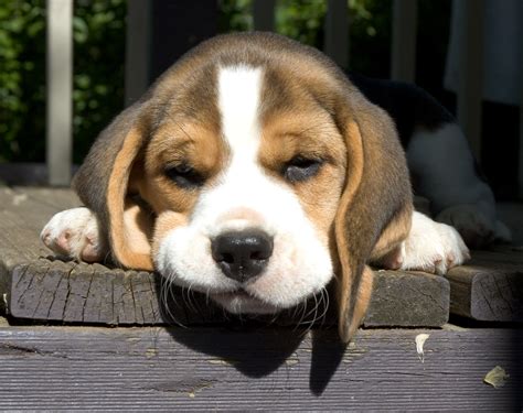 Beagle dog is sad wallpapers and images - wallpapers, pictures, photos