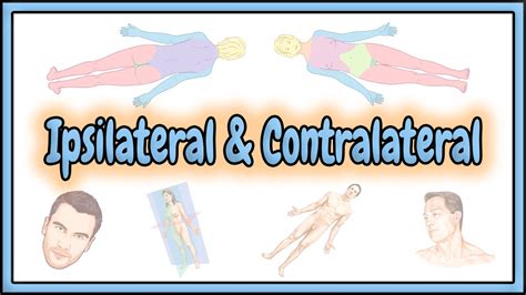 22. Ipsilateral & Contralateral Terms || 2D Animation - YouTube