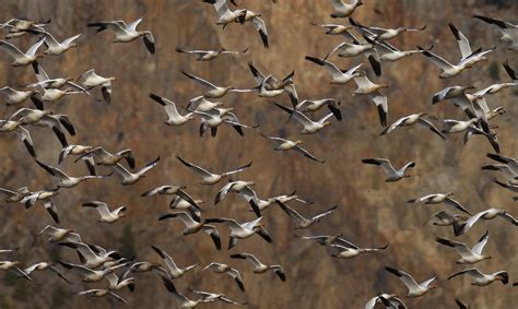 Thousands of snow geese die in Montana turning toxic Berkeley Pit water ...