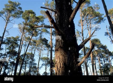 Monterey Pine Tree forest Cambria California Stock Photo - Alamy