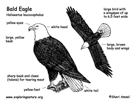 Golden Eagle vs Bald Eagle | Index of /graphics/bw_diagram | Bird Unit | Pinterest | Golden ...