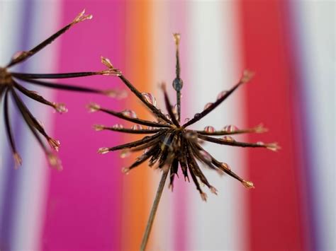 Premium Photo | Beautiful dew drops on dandelion seeds macro beautiful ...