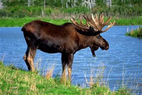 Why do Moose have Antlers? - NatureNibble