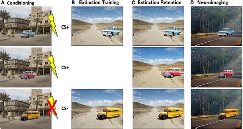 Overview of the modified fear-conditioning/fear-extinction protocol ...