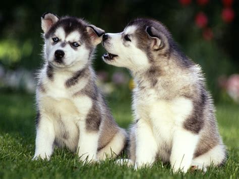 Cute Puppy Dogs: Siberian Husky Puppies