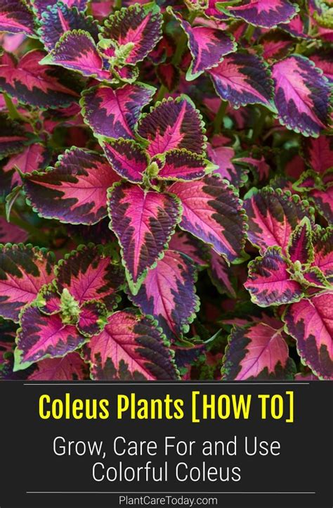 Growing and Caring for Colorful Coleus Plants - Ultimate Guide