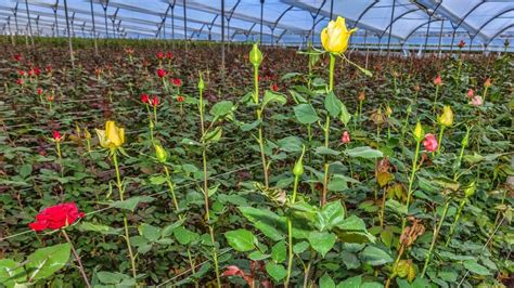 Ecuador's flower growing technology helps improve food production - ABC News