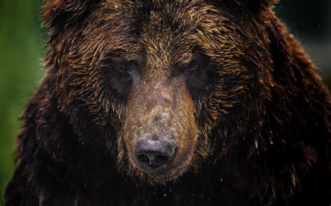 Download Wallpaper 1920x1200 Animal close-up, bear, grizzly bear, face ...