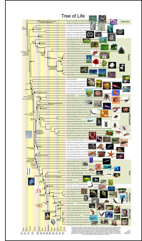 The Tree of Life: A Project in Phylogeny: Phylogenetic Tree