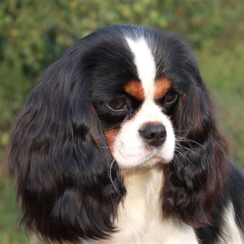 Tricolor Cavalier King Charles Spaniel | King charles cavalier spaniel ...