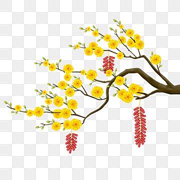 Apricot Blossom Yellow PNG Picture, Yellow Apricot Blossoms And ...