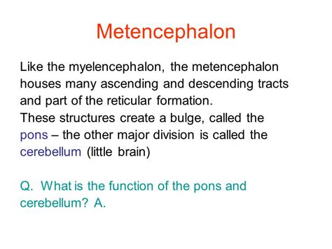 The Five Major Divisions of the Brain. Forebrain Telencephalon Diencephalon Midbrain ...