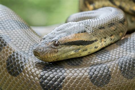 This Up-Close Footage of a Crawling Anaconda Shows Just How Huge They ...