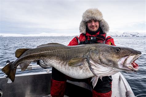 Guided Sea Fishing Holidays | Norway And Iceland | Sportquest