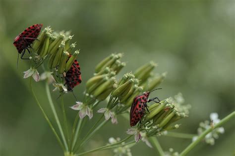 Shield Bugs Striped - Free photo on Pixabay - Pixabay