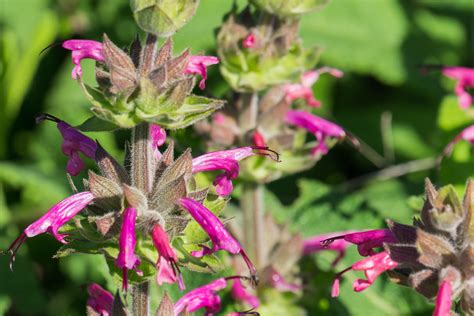 Hummingbird Sage: How to Care for Hummingbird Sage Plants - 2024 - MasterClass