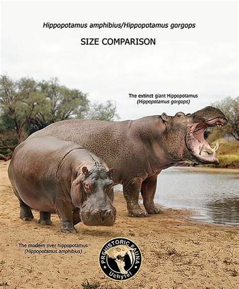 L'ippopotamo moderno e l'hippopotamus gorgops, vissuto fra il Pliocene ...