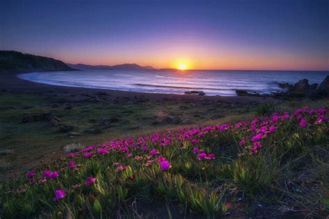 Download Sunrise Horizon Ocean Purple Flower Flower Nature Coastline HD ...