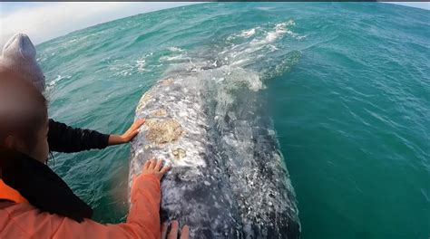 Baja Mexico's Best Tour: Guerrero Negro Whale Watching