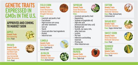 Current GMO Crops | GMO Answers