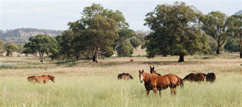 Michael Reid Murrurundi | Art Gallery, Homewares & Cafe