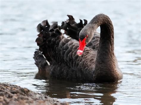 11 Black Swan Bird Facts - Facts.net