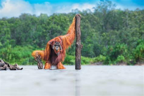 In pictures: winners of this year’s World Nature Photography Awards - Positive News