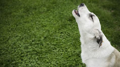 Why Do Dogs Howl at Sirens? | Mental Floss