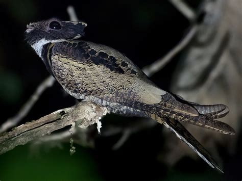 Great Eared-Nightjar - eBird